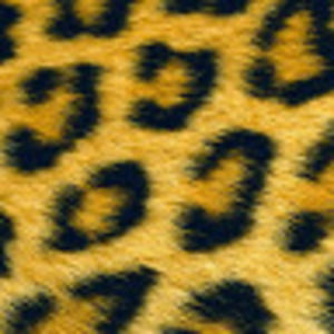 Meet your Posher, Lesa